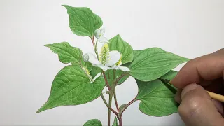 【ドクダミを描く】Paint a chameleon plant / Time lapse 15