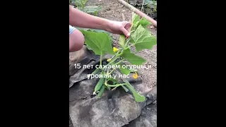 Как вырастить большой урожай огурцов