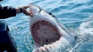 Great White Shark Encounters That'll TERRIFY You #2