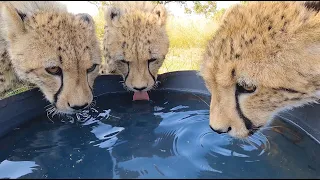 Cheetah Cubs Go Wild | The Lion Whisperer