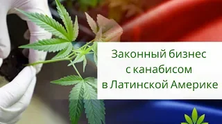 Законный бизнес с канабисом в Латинской Америке