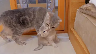 Overprotective mother cats make sure to clean every inch of their kittens.
