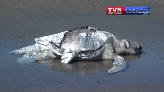 INVESTIGARAN MUERTES DE TORTUGAS