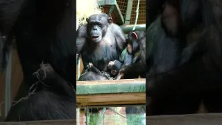 Baby Chimpanzee Gets a Kiss From His Big Sister #shorts