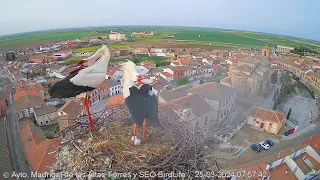 ЛЕЛЕКА БІЛИЙ. ДВА ЯЙЦЯ. ЗМІНА. ІСПАНІЯ 25-3-24-WHITE STORK EGGS. MADRIGAL DE LAS ALTAS TORRES. SPAIN