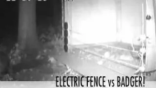 Electric Fence vs Badger