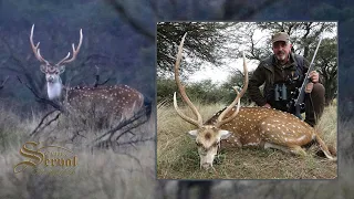 Axis Deer Hunting in Argentina - La Pampa