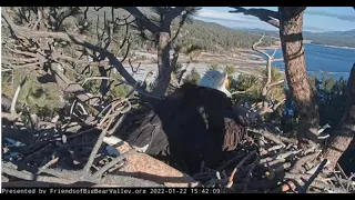 Big Bear Eagle Cam 01 22 22 Jackie Laid First Egg