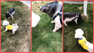 Cute Puppy and Pig Meeting | Funny pet dog and pig playing | Funny animals video #Shorts