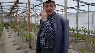 Виноградник Бойка Павла. Підкормка винограду в теплиці 2024