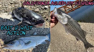 California Aqueduct Fishing 2022 - BAIT & WAIT ACTION - STRIPERS & CATFISH