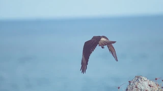 Birds Take Flight - video reference for animators