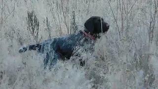 Очередной этап натаски дратхаара.