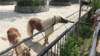 Красотки пони. Тайган. Beautiful ponies. Taigan Lions Park. Crimea.