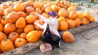 Pumpkin Patch Prank