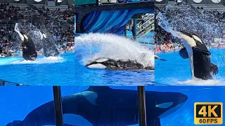 Полное шоу Orca Encounter 4K — SeaWorld Orlando — 16 августа 2023 г.