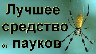 Как избавиться от пауков в доме простыми и безопасными методами. Лучшее средство от пауков.