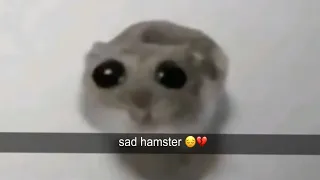 when the hamster is sad 😔💔