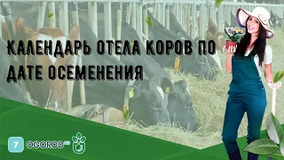 Календарь отела коров по дате осеменения