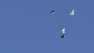 ( Краматорский голу бедром)  тренировка голубей (1) 09. 07. 2020 год .