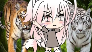 Roar 🐯 sub español (gacha life) Zerina neko