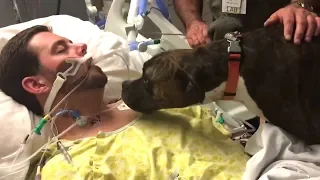 Dog Visits Hospital To Say Goodbye To Her Dying Owner