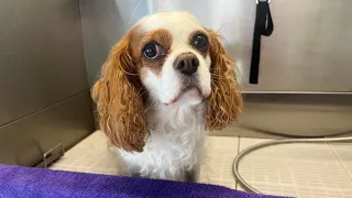 The Ultimate Cavalier King Charles Spaniel Grooming Guide: From Fluff to Fabulous!