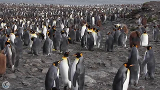 King Penguins in their HUGE colony - South Georgia Island