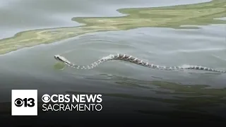 Officials warn of rattlesnake risks at Folsom Lake this holiday weekend
