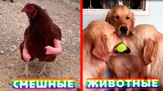 Смешные ЖИВОТНЫЕ. Смеялся до слез. Funny animals.  Подборка приколов с животными 2020.