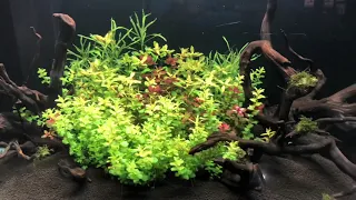 3feet planted tank ⁣