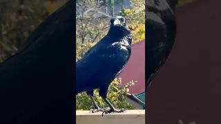 Stunning Raven Sounds | The Australia #raven