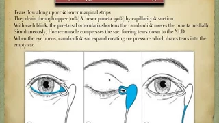 Anatomy of the lacrimal system