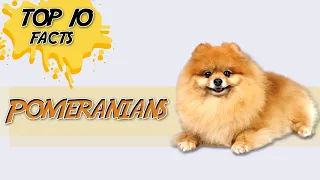 Pomeranians - Top 10 Scary Facts About Only Owners Know