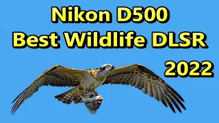 Nikon D500 Best Wildlife DSLR in 2022