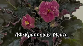 ЛФ-Коралловая Мечта, от детки до первого цветения