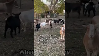 Our 9 month old livestock guardian dog is gaining respect w the mature LGD on the ranch