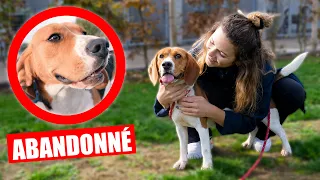 J'adopte un chien ? STOP à L'ABANDON !