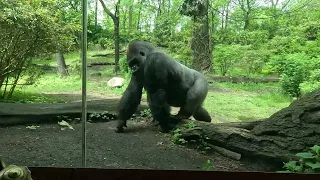 If Gorillas could talk