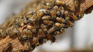 World Bee Day: Kenyan beekeepers struggle against mounting odds