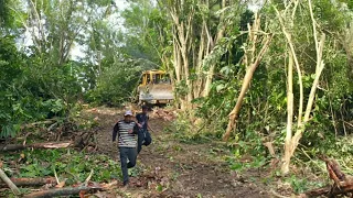 Watch CAT D6R XL Bulldozer Operator Clear the Forest in a Short Time!