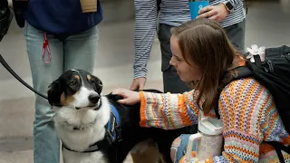 Yes, you can pet these dogs