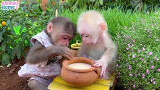 BiBi helps dad cook for baby monkey Obi