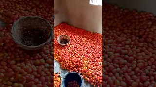 Sorting Tomato