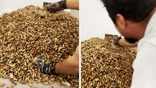 Exterminator Finds Thousands of Acorns Behind Wall of House