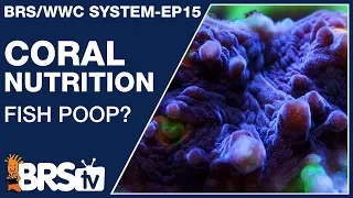 Ep15: What do corals eat and how do I feed corals? (Answer!) - The BRS/WWC System