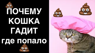 Почему кот гадит мимо лотка? Причины по которым кошка ходит по большому и маленькому не в лоток