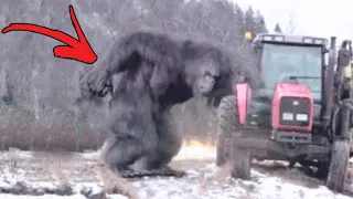 Top 5 Bigfoot Sightings That Proves Cryptids Are Real