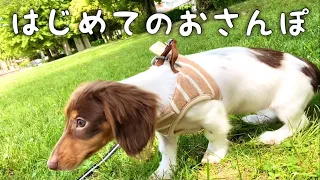 生まれて初めて公園で散歩した子犬のダックス【ミニチュアダックスフンド】