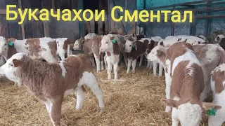 Букачахои Сментал харидем @user-yx9sw8xz4p  7 апреля 2022